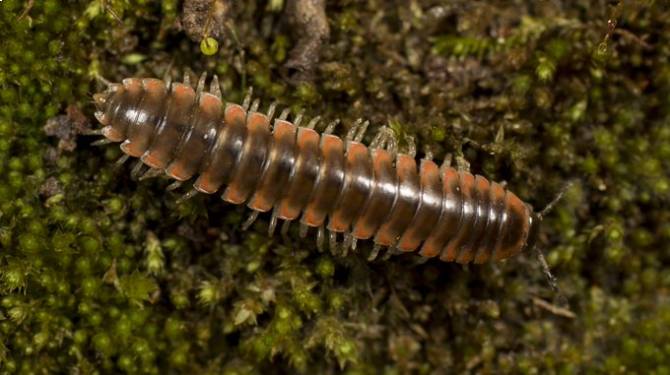 Scientists name new centipede species after singer Taylor Swift 2