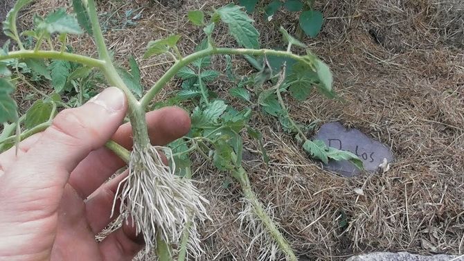 Propagation of tomatoes by cuttings 1