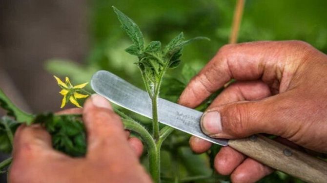 Propagation of tomatoes by cuttings 2