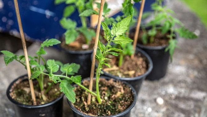 Propagation of tomatoes by cuttings 3