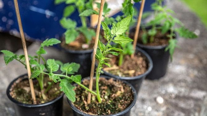 Vermehrung von Tomaten durch Stecklinge 3