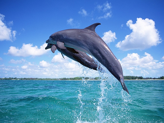 Dolphins self-heal using coral, new study by scientists 1