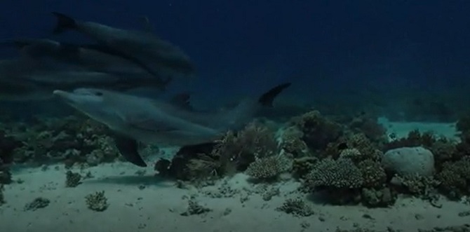 Dolphins self-heal using coral, new study by scientists 3