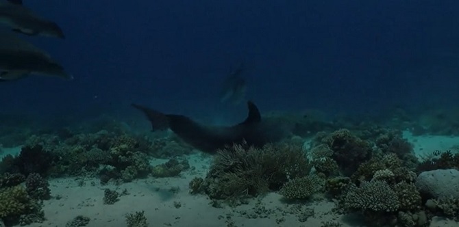 Дельфіни займаються самолікуванням, використовуючи корали – нове дослідження вчених 4