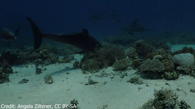 Дельфіни займаються самолікуванням, використовуючи корали – нове дослідження вчених 5