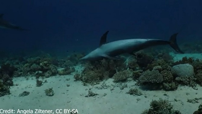 Delfine heilen sich selbst mit Korallen, neue Studie von Wissenschaftlern 6