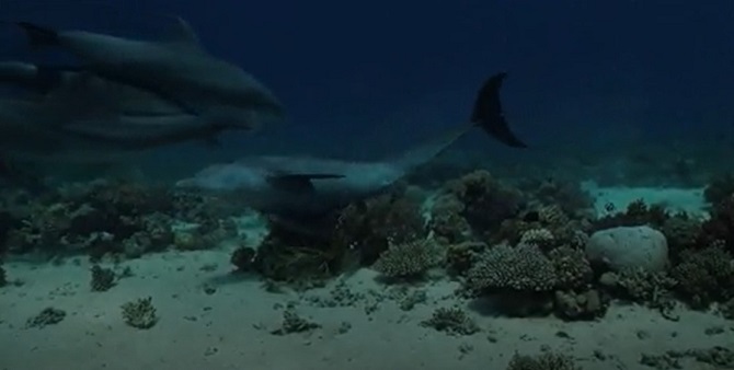 Dolphins self-heal using coral, new study by scientists 2