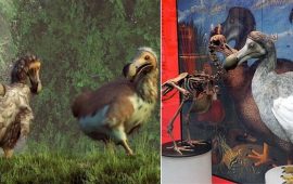 Extinct dodos were smart, not stupid