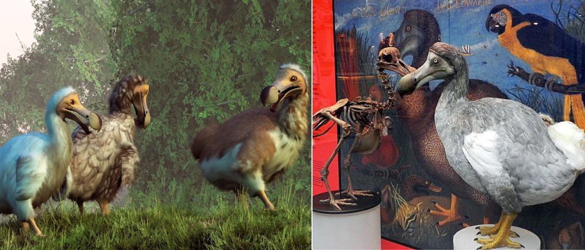Extinct dodos were smart, not stupid