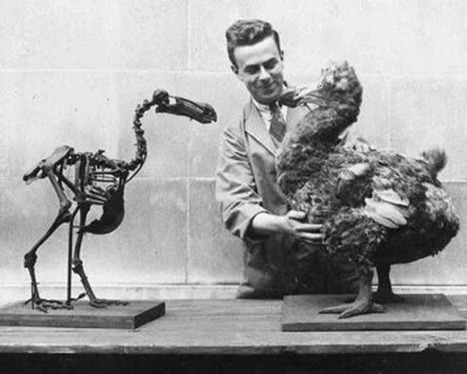 Extinct dodos were smart, not stupid 1