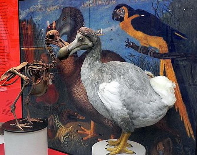 Extinct dodos were smart, not stupid 2