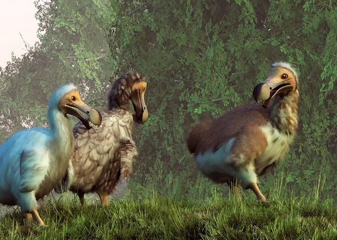 Extinct dodos were smart, not stupid 3