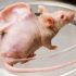 The craziest animal experiments ever