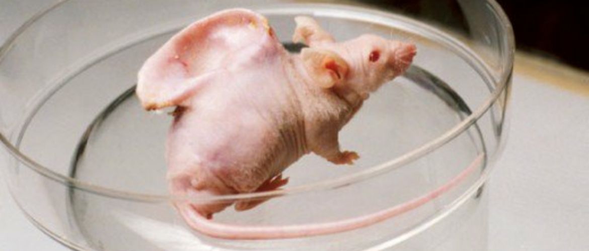 Найбожевільніші експерименти на тваринах