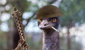 „Großer“ Krieg mit Emus, der vom Menschen kläglich verloren ging!