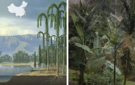 Как выглядел первый лес на Земле?