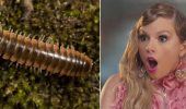 Scientists name new centipede species after singer Taylor Swift
