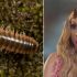 Вчені назвали новий вид багатоніжки на честь співачки Тейлор Свіфт