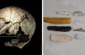 5.300 Jahre alter Schädel trägt Spuren alter Ohrenchirurgie