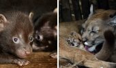 Не один, не два, а три: Паризький зоопарк переживає рідкісний бебі-бум