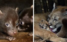 Nicht eins, nicht zwei, sondern drei: Der Pariser Zoo erlebt einen seltenen Babyboom