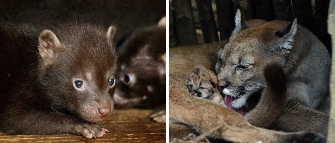 Nicht eins, nicht zwei, sondern drei: Der Pariser Zoo erlebt einen seltenen Babyboom