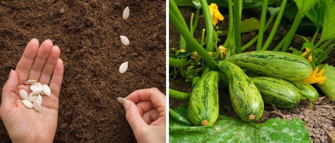 How to plant zucchini?