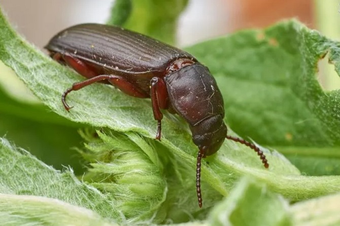 Scientists use CRISPR to edit cockroach genes to create mutant insects 5