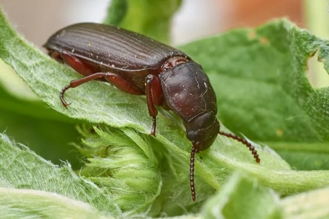Wissenschaftler verwenden CRISPR, um Kakerlakengene zu bearbeiten, um mutierte Insekten zu erzeugen 4