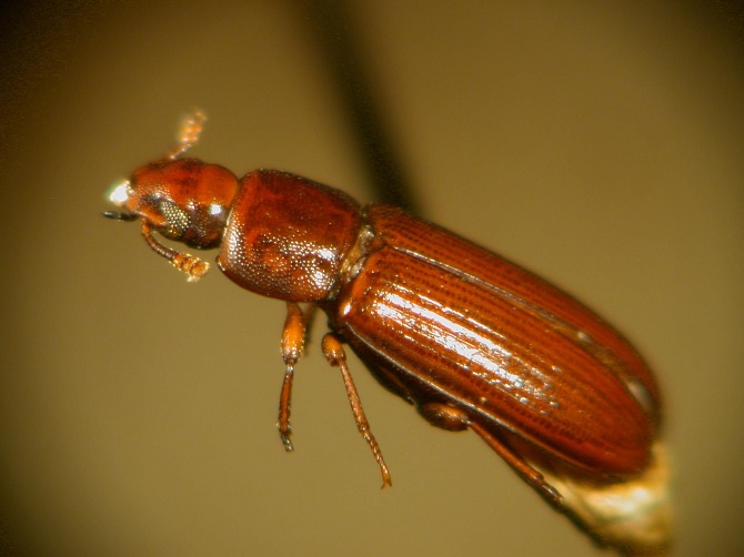 Scientists use CRISPR to edit cockroach genes to create mutant insects 4