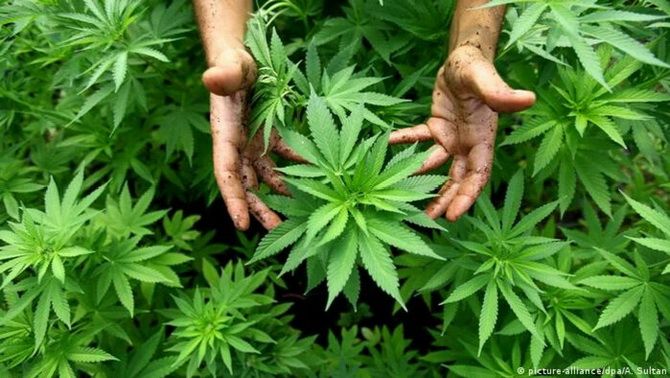 Die UN-Drogenbehörde lockert die weltweite Cannabiskontrolle 1
