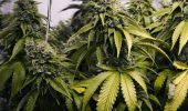 UN drug agency loosens global cannabis control