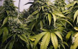 Die UN-Drogenbehörde lockert die weltweite Cannabiskontrolle