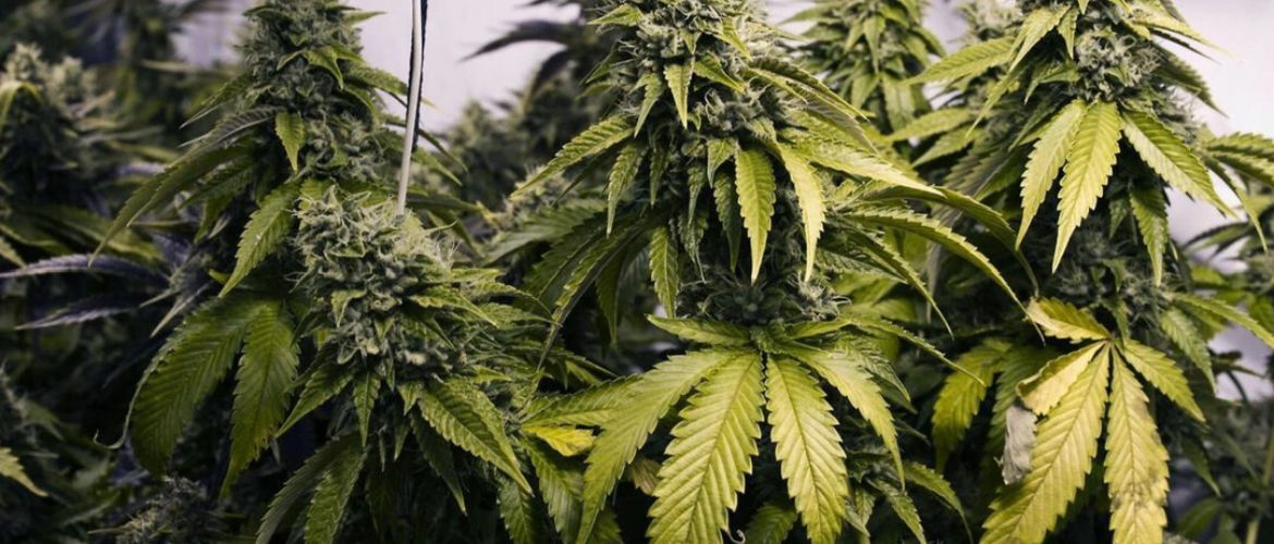 Die UN-Drogenbehörde lockert die weltweite Cannabiskontrolle