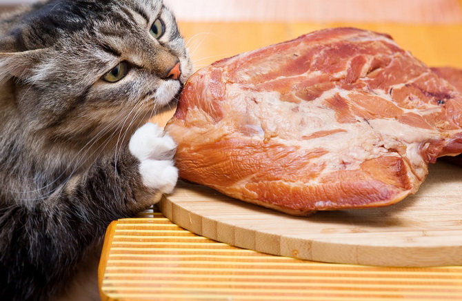 Tips for beginner cat owners: how to feed a pet 3