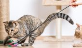 Tipps für Katzenbesitzer: Wie man ein Haustier füttert