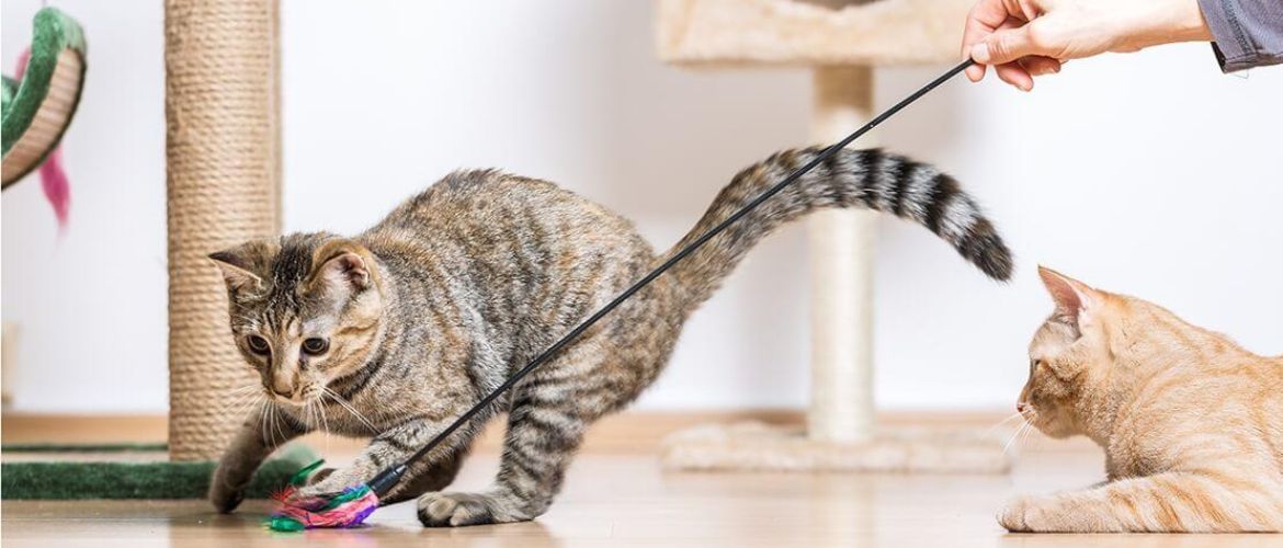 Tipps für Katzenbesitzer: Wie man ein Haustier füttert