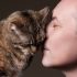 Why does a cat rub its muzzle against its owner’s face?