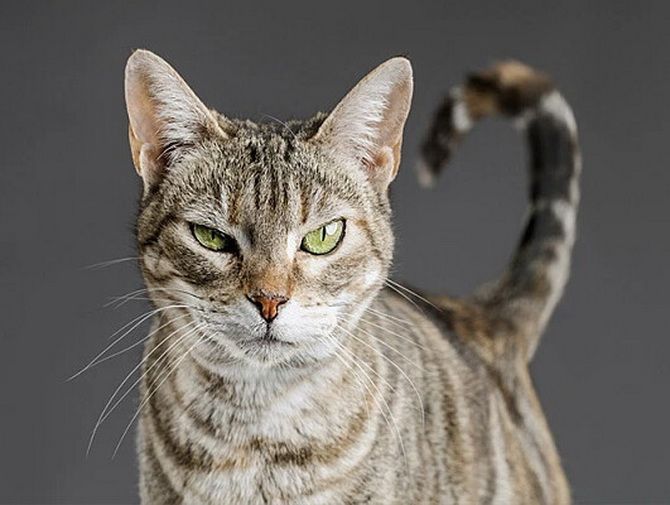 Интересные факты о кошках: как понять своего питомца 3