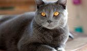 What do we know about cats?