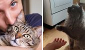 Як навчити кішку різним трюкам?