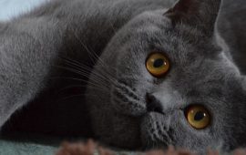 Interesting facts about cats: how to understand your pet