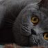 Интересные факты о кошках: как понять своего питомца