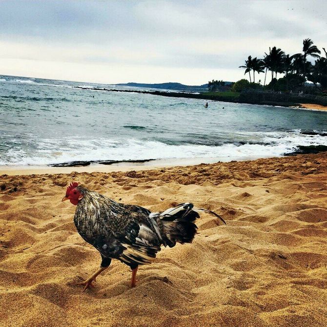 Hühnerparadies auf der hawaiianischen Insel Kauai 1