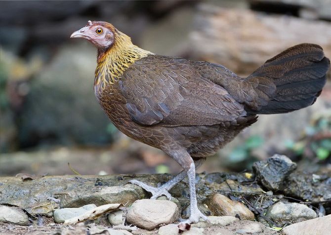 Chicken paradise on the Hawaiian island of Kauai 2