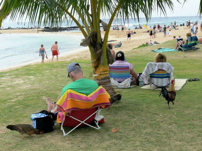 Chicken paradise on the Hawaiian island of Kauai 3