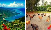 Hühnerparadies auf der hawaiianischen Insel Kauai