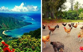 Hühnerparadies auf der hawaiianischen Insel Kauai