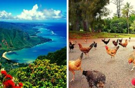 Куриный рай на гавайском острове Кауаи