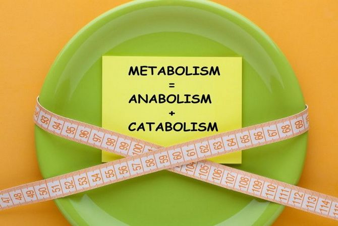 Metabolism: how it works, types and ways to increase its speed 2